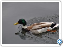Roning i Berlin - 085