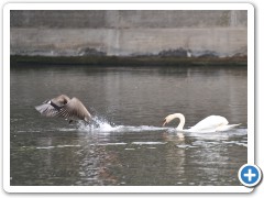 Roning i Berlin - 113